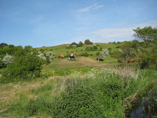 IMG_0298
