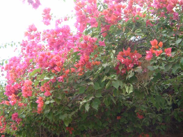 DSCF0259