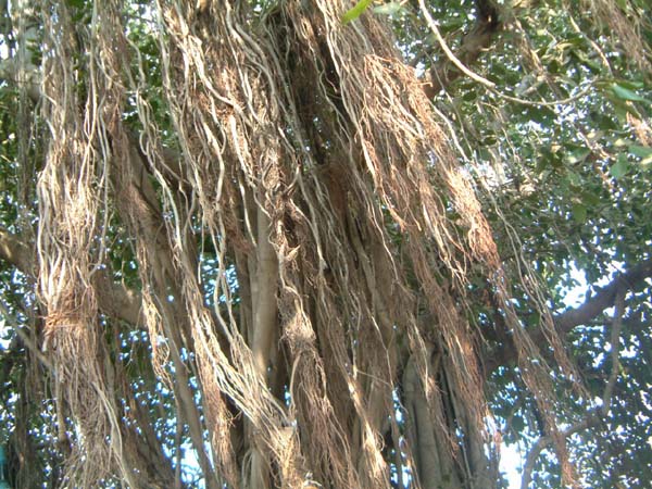DSCF0274