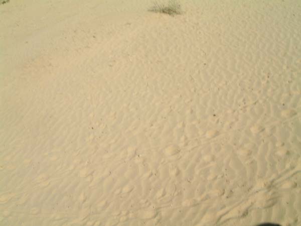 DSCF0352