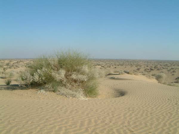 ESCF0015