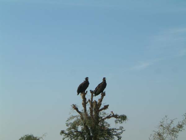 ESCF0039