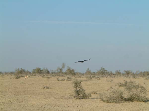 ESCF0045