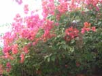 DSCF0259